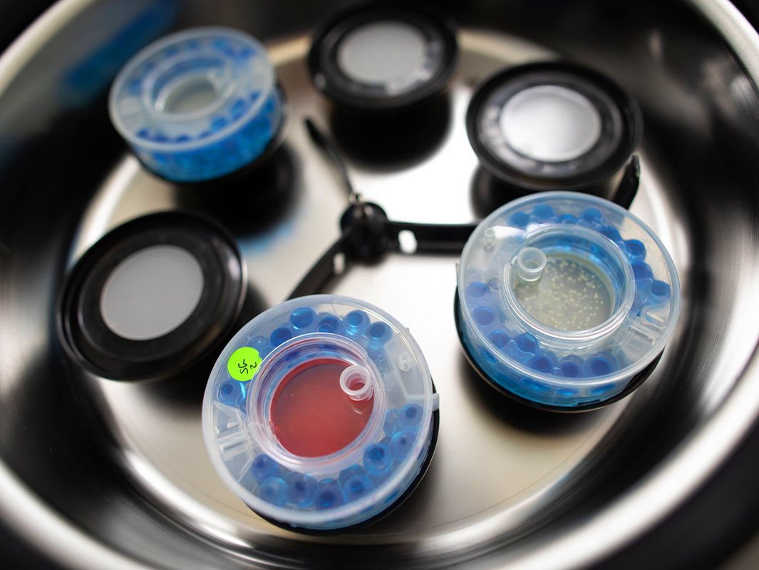 Histone succinylation as a site-specific regulator of chromatin stability and aging